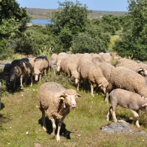 Raza merina - ovejas en España