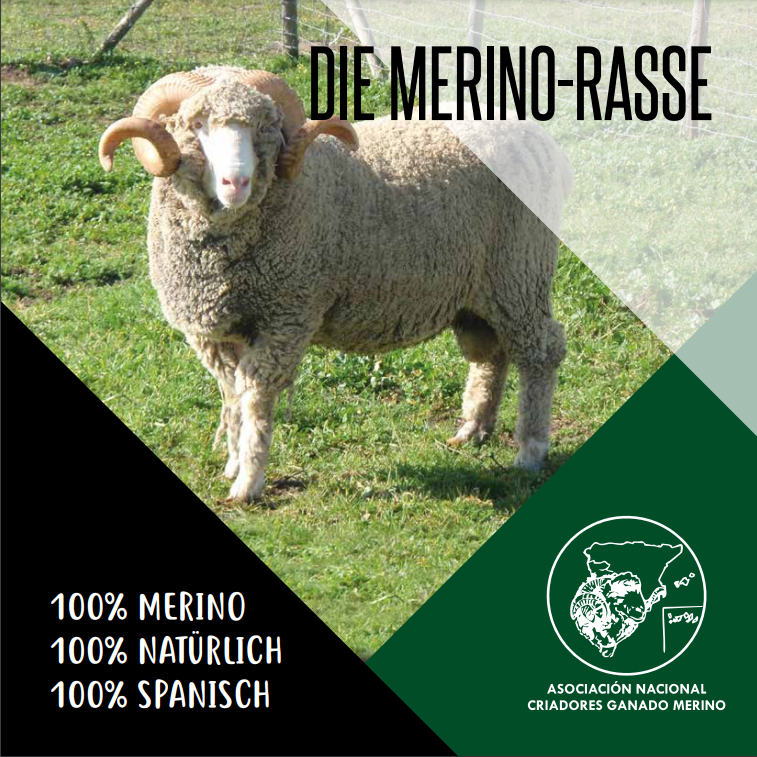 Raza Merina - flyer raza merina promoción Alemán