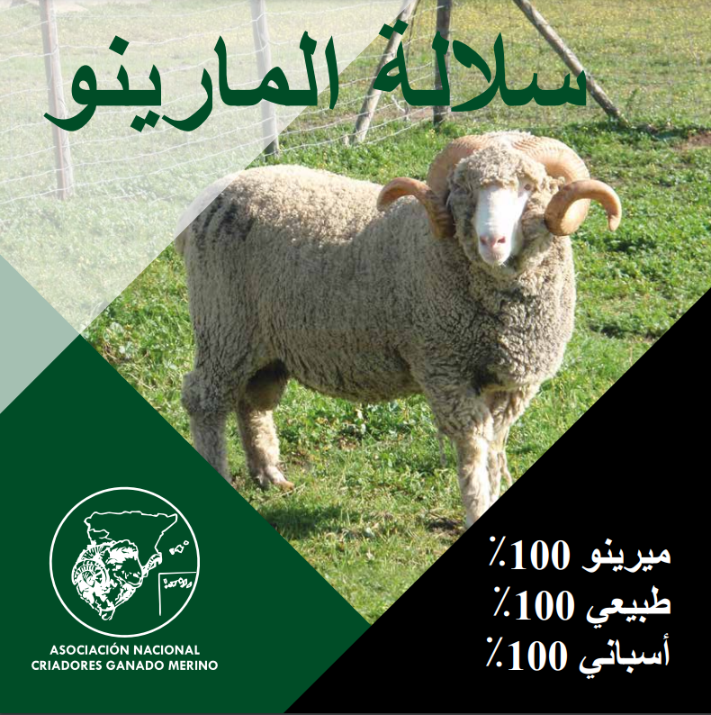 Raza Merina - flyer raza merina promoción halal