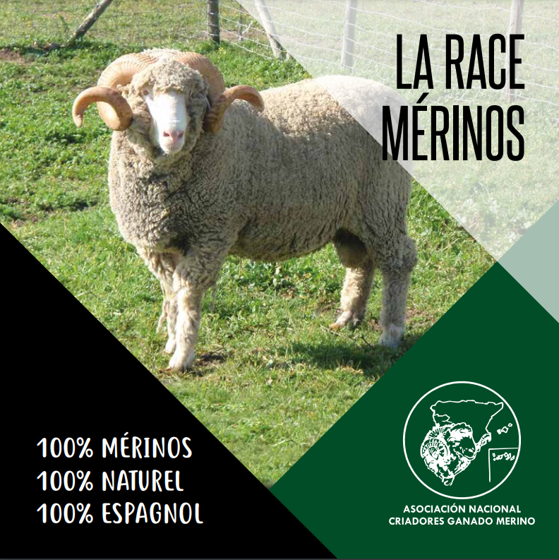 Raza Merina - flyer raza merina promoción Frances