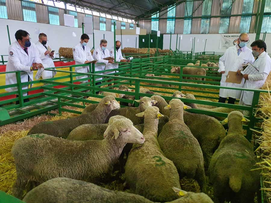 Raza Merina - análisis de la raza merina