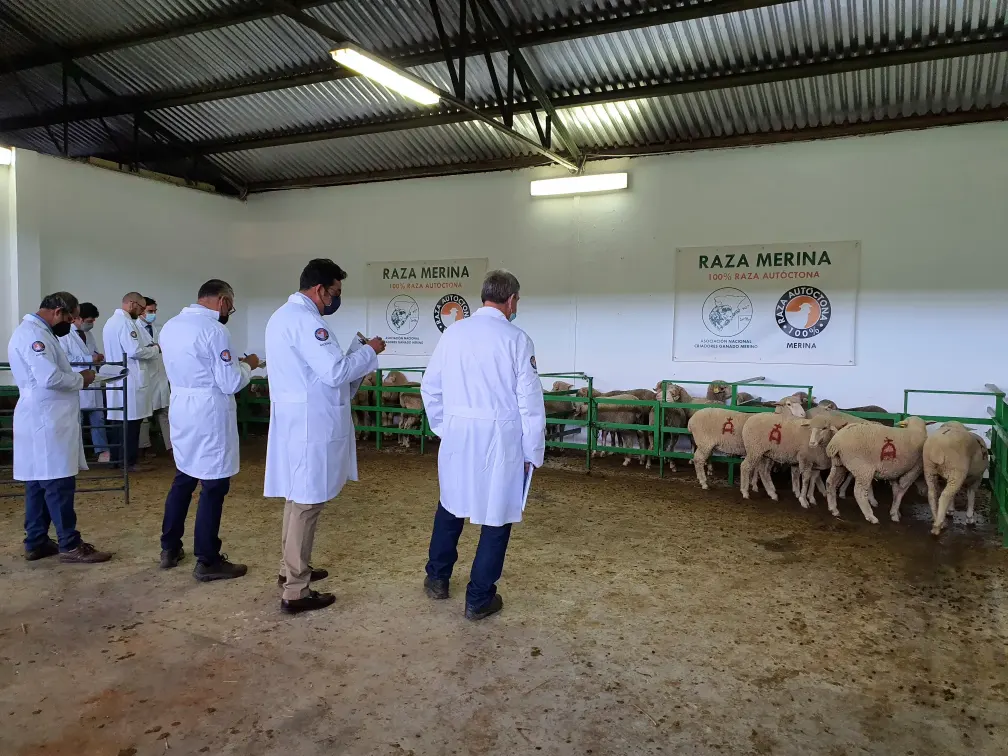 Raza Merina - convención raza merina veterinarios examinando muestras