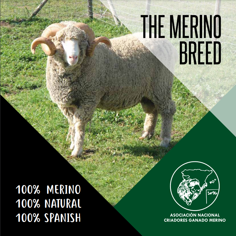 Raza Merina - flyer raza merina promoción Inglés