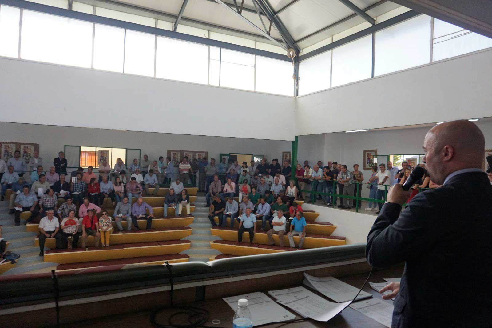 Raza Merina - subasta raza merina