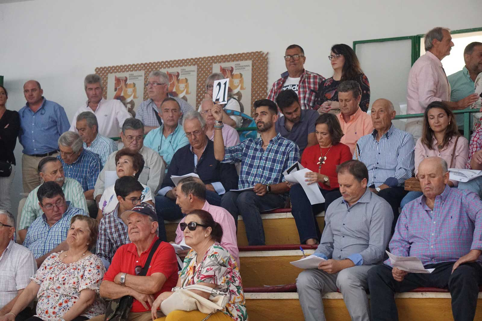 Raza Merina - subasta raza merina