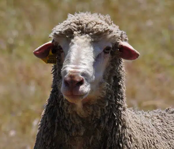 Raza Merina - oveja raza merina en un prado