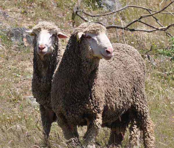 Raza Merina - pareja de ovejas raza merina