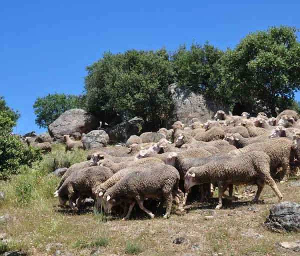 Raza Merina - rebaño de ovejas raza merina pastando
