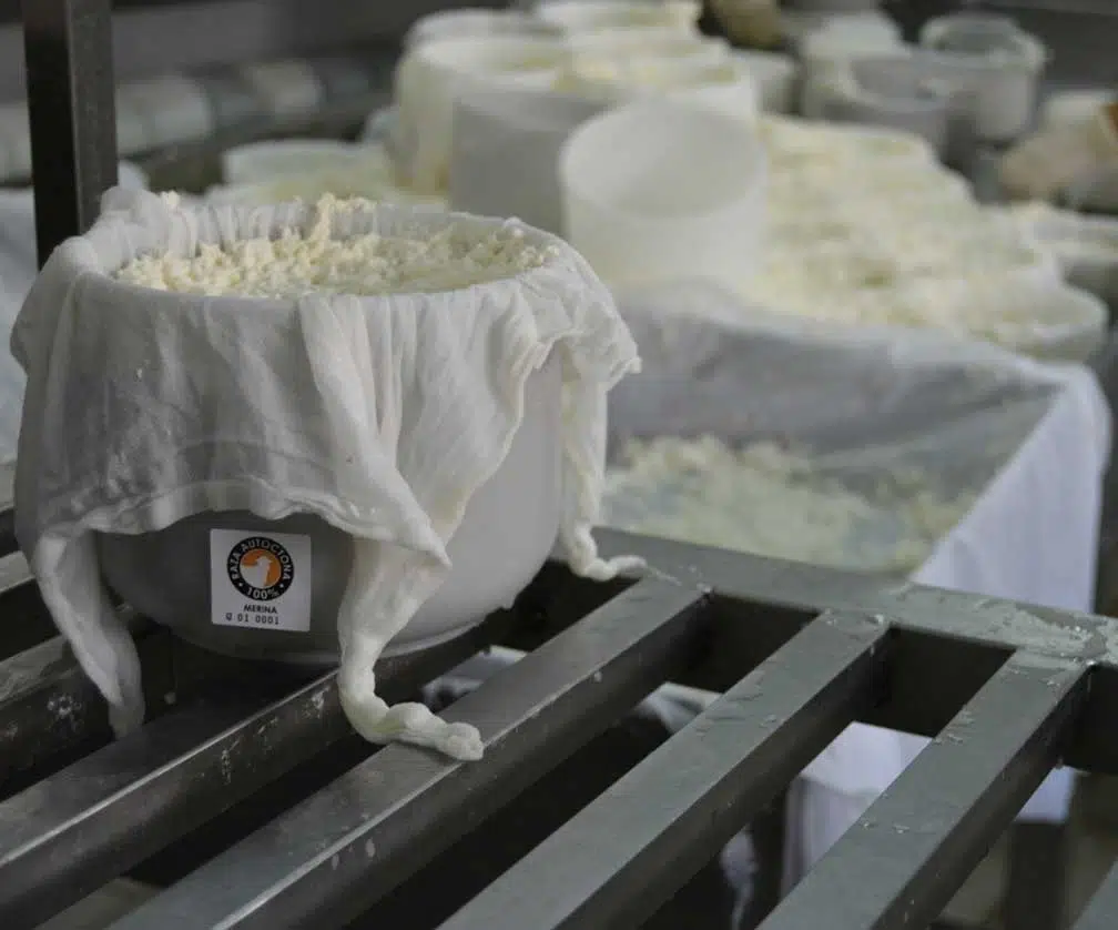 Raza Merina - elaboración queso ovejas raza merina