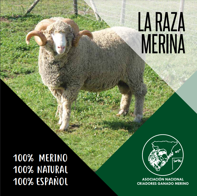 Raza Merina - flyer raza merina promoción Español