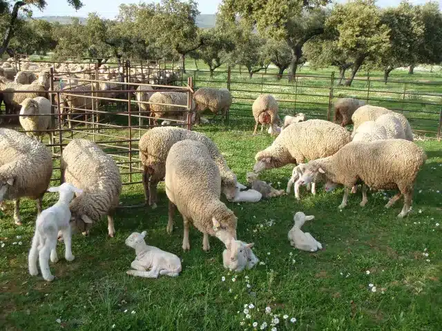 Raza Merina - rebaño raza merina de ovejas con sus crias