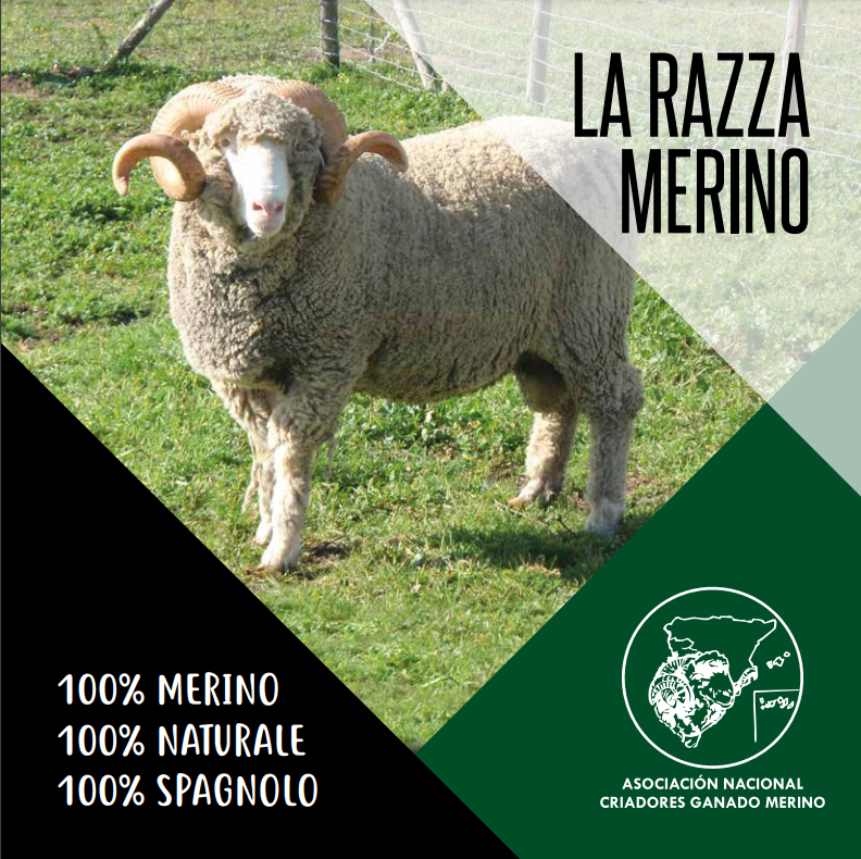 Raza Merina - flyer raza merina promoción Italiano
