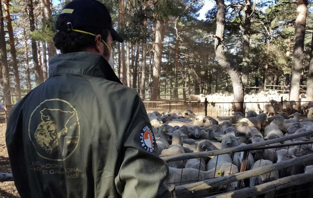 Raza Merina - control de los rebaños de raza merina
